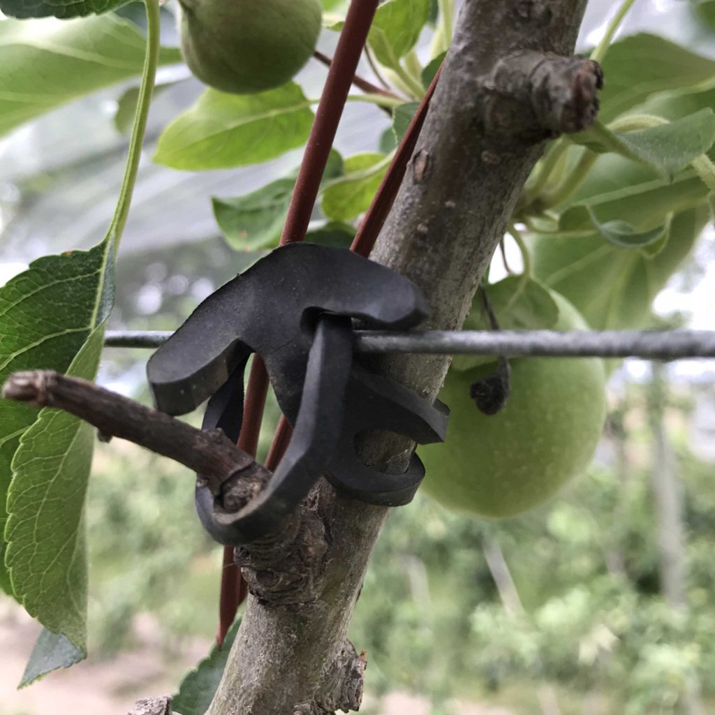 Ancre en caoutchouc LONNEO pour lier les plants aux fils