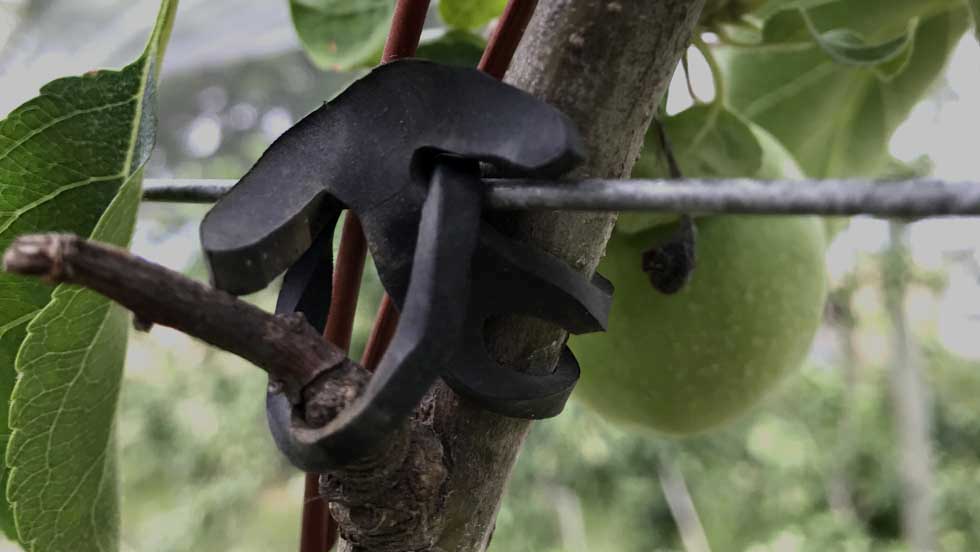 Ancre en caoutchouc LONNEO pour lier les plants aux fils