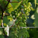 Fils de palissage LONNEO pour vignes