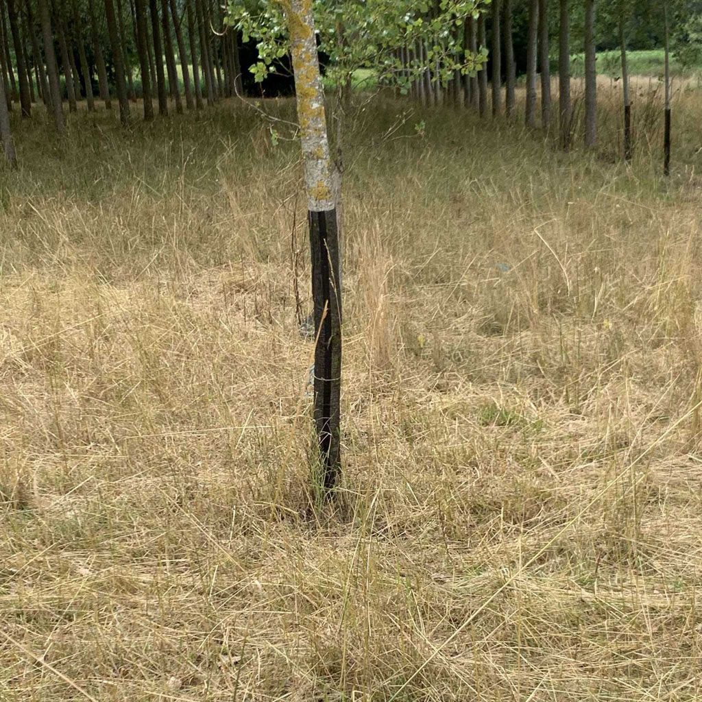 La gaine anti gibier en maille losange noir de LONNEO protège les jeunes arbres