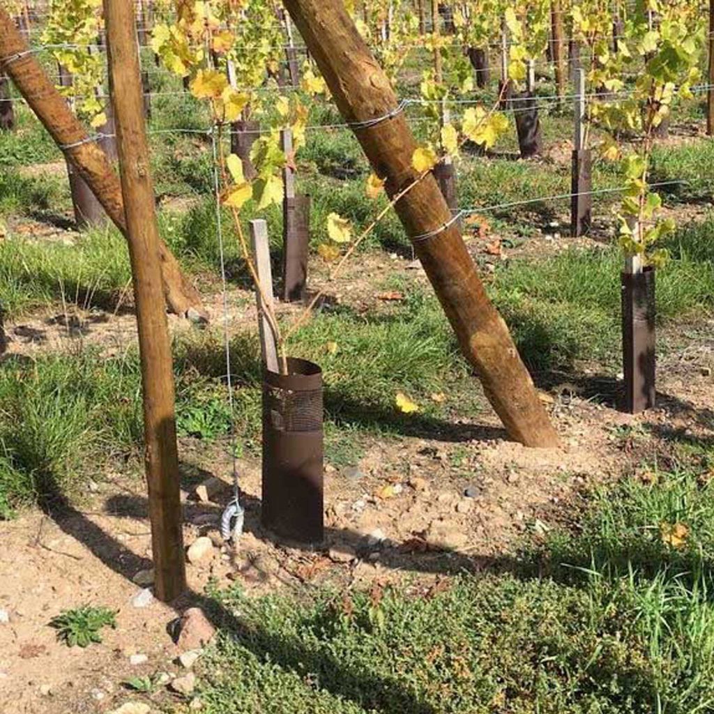 Champ dans lequel des gaines sont disposés autour des arbres pour les protéger des animaux et des herbicides