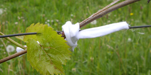 Utilisation d'un lien en lycra blanc pour ligaturer des plants