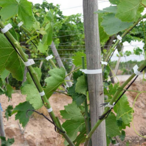 Ligature d'un plant sur un fil de palissage à l'aide d'un ruban biodégradable LONNEO
