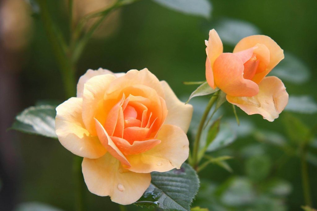 Roses dans un champ horticole